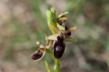 Photo Ophrys de Catalogne