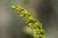 Photo Gennaria  deux feuilles (Gennarie  deux feuilles)