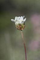 Photo Armrie de Mlaga