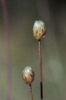 Photo Armrie de Mlaga
