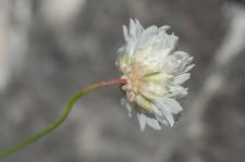 Photo Armrie de Mlaga