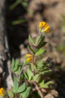 Photo Lotier  petites fleurs