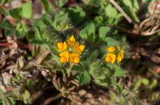 Photo Lotier  petites fleurs