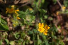 Photo Lotier  petites fleurs