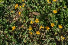 Photo Lotier  petites fleurs