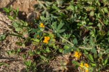 Photo Lotier  petites fleurs
