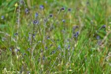 Photo Myosotis bicolore (Myosotis changeant) (Myosotis versicolore)
