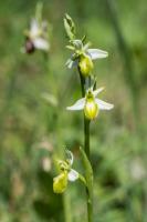 Photo Ophrys brillant (Ophrys splendide) (forme chlorantha)