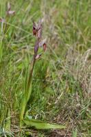 Photo Srapias  fleurs raides