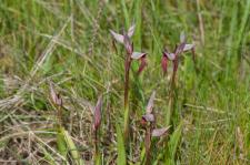 Photo Srapias  fleurs raides