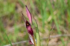 Photo Srapias  fleurs raides