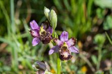 Photo Ophrys bourdon (Ophrys frelon) (lusus)