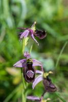 Photo Ophrys de la Drme