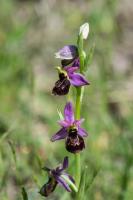 Photo Ophrys bourdon x Ophrys de la Drme (Hybride)