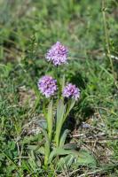 Photo Orchis trident (Orchis  trois dents) (Orchis dentel)