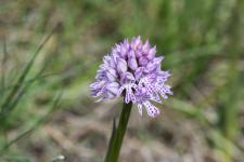 Photo Orchis trident (Orchis  trois dents) (Orchis dentel)
