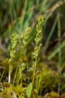 Photo Malaxis des marais (Malaxis des tourbires) (Malaxis  deux feuilles)