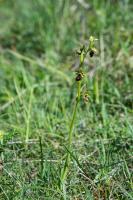Photo Ophrys dAymonin x Ophrys de la Passion (Hybride)