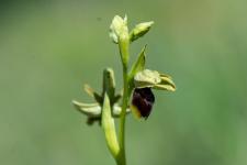Photo Ophrys dAymonin x Ophrys de la Passion (Hybride)