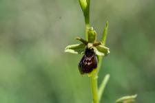 Ophrys dAymonin x Ophrys de la Passion (Hybride)