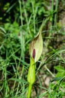 Photo Arum des Alpes (Gouet des Alpes) (Gouet cylindrique)