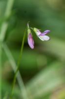 Photo Vesce  fleurs lches