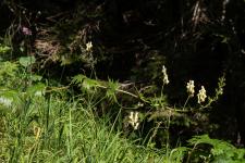 Photo Aconit tue-loup (Coqueluchon jaune)