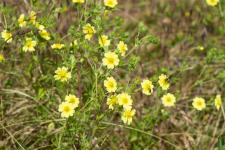 Photo Potentille dresse (Potentille droite)