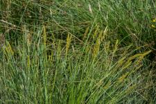 Photo Lache des renards (Lache fausse) (Carex dAmrique)