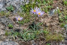 Photo Aster des Causses (Aster des Cvennes)