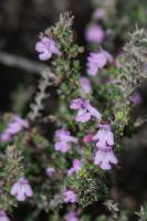Photo Micromrie inodore