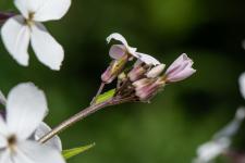 Photo Julienne des dames