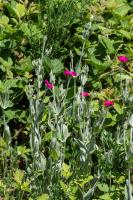 Photo Coquelourde des jardins (Silne coronaire)