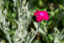 Photo Coquelourde des jardins (Silne coronaire)