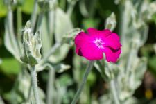 Photo Coquelourde des jardins (Silne coronaire)