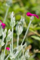 Photo Coquelourde des jardins (Silne coronaire)