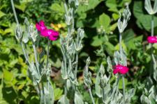Photo Coquelourde des jardins (Silne coronaire)