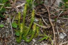 Photo Slaginelle fausse-slagine (Slaginelle pineuse)