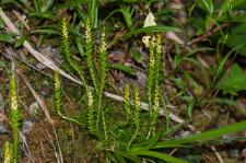 Photo Slaginelle fausse-slagine (Slaginelle pineuse)