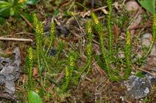 Photo Slaginelle fausse-slagine (Slaginelle pineuse)