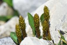 Photo Slaginelle fausse-slagine (Slaginelle pineuse)
