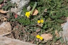 Photo Hlianthme  feuilles de marum