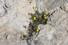 Photo Hlianthme  feuilles de marum