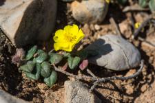 Photo Hlianthme  feuilles de marum