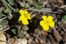 Photo Hlianthme  feuilles de marum