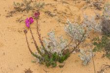 Photo Muflier du littoral sableux