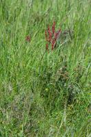 Rumex intermedius