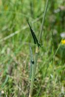 Photo Rumex intermdiaire