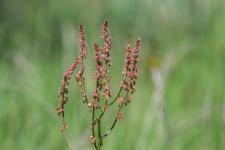 Photo Rumex intermdiaire
