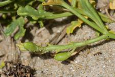 Photo Roquette de mer  feuilles entires
